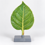 The Leaf of a Flowering Plant